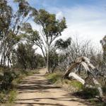 yrtleford - Avventura con il 4x4 sul mt. buffalo national park.